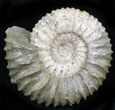 Pavlovia Ammonite Fossil - Siberia #29747-1